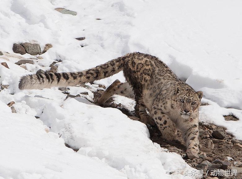 这种跨艺术形式的传承，使得陽關四疊曲不仅在中国本土流传广泛，还影响了周边国家和地区。在日本、韩国等东亚国家，陽關四疊曲同样被奉为经典之作，成为了研究中国音乐和文化的重要资料。遂唱陽關四疊曲