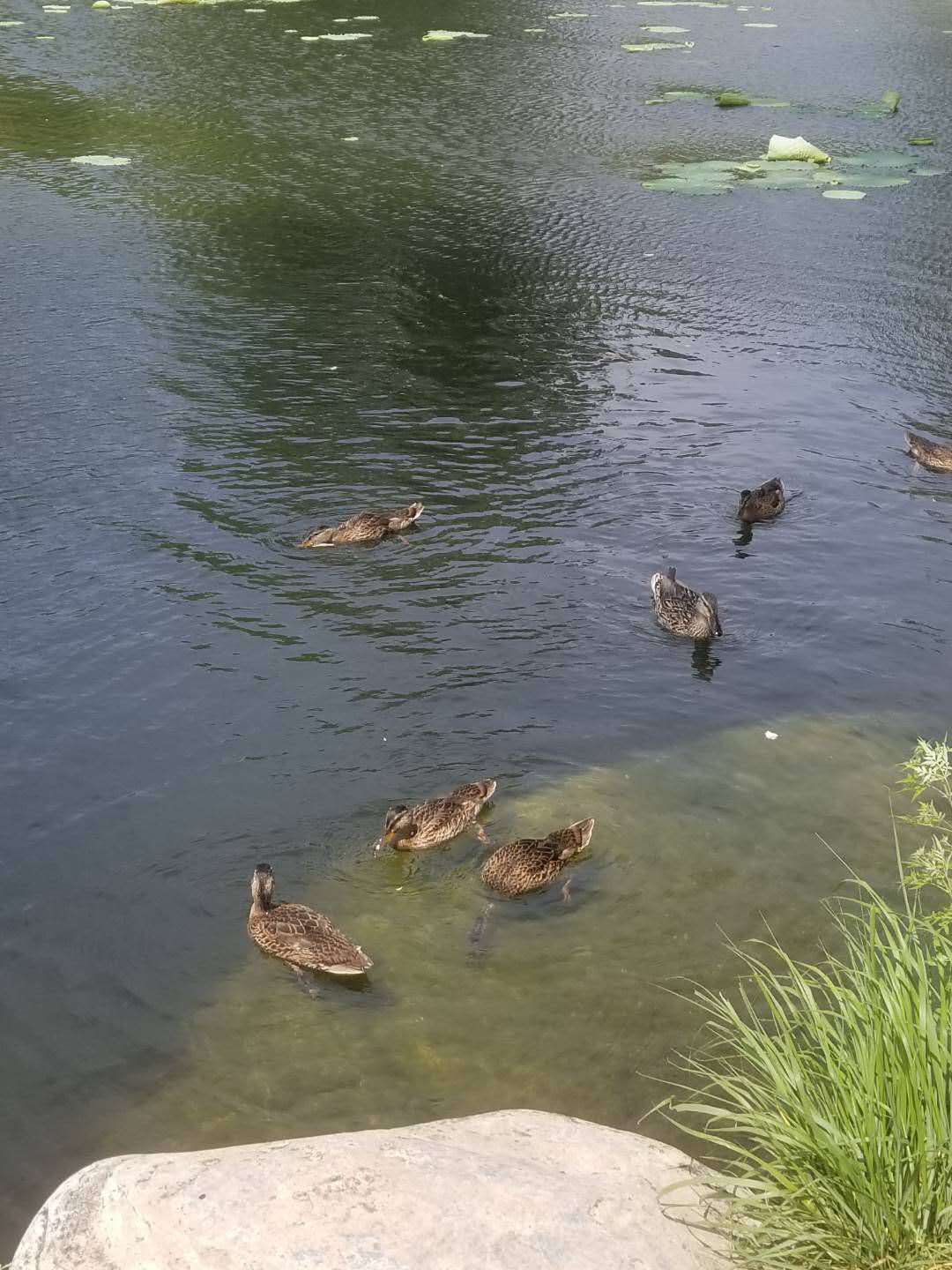 湖水清波羊规约